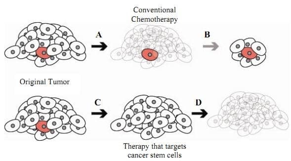 CSC_Treatment