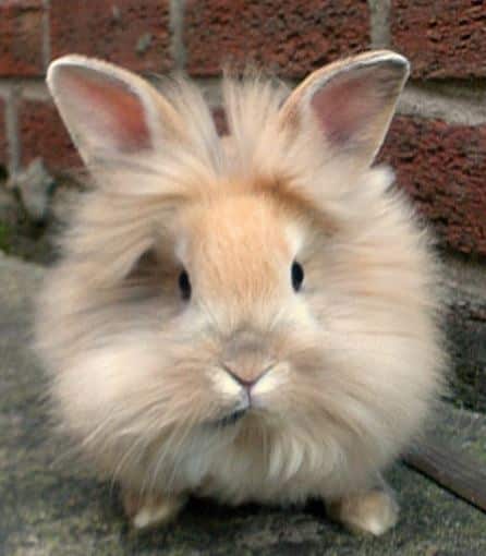 Lionhead Rabbit