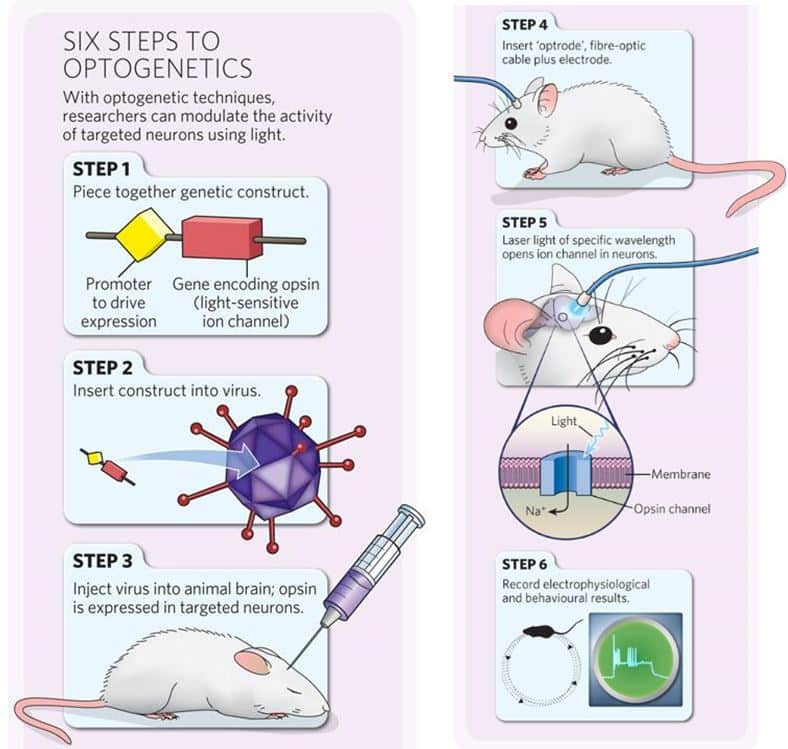 6-steps-to optogenetics
