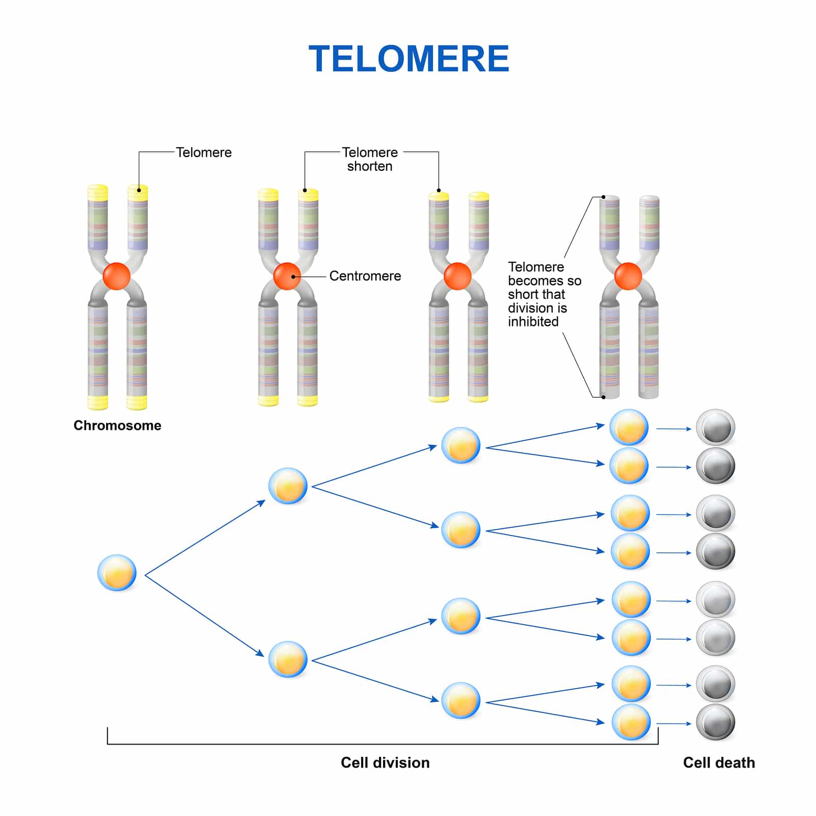 Telomeres