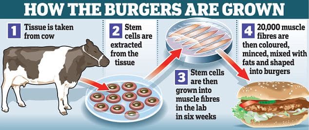 The Process of Growing Meat from Cells