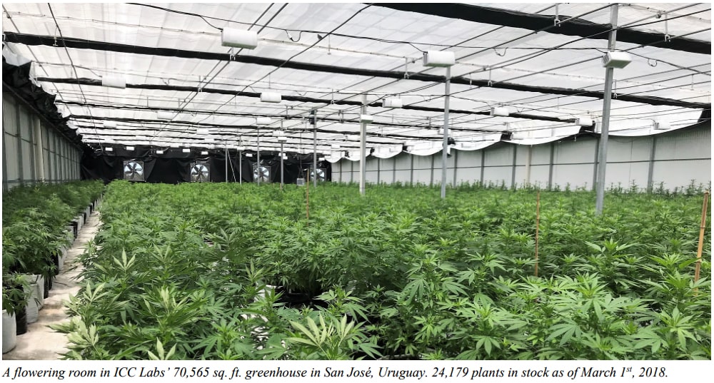 A flowering room in ICC labs