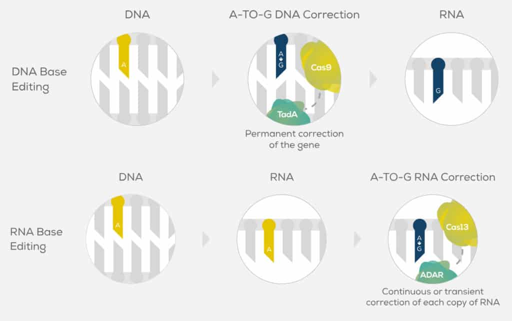 Beam Therapeutics can precisely repair a variety of disease-causing mutations, write in beneficial genetic variations known to protect against disease, or modulate expression of disease-causing genes.