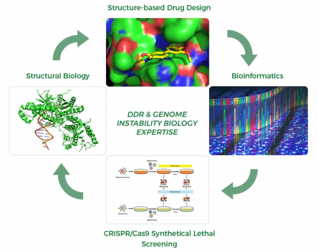Repare Therapeutic's CRISPR-enabled synthetic lethality drug discovery platform. 
