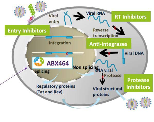 ABX464 works by targeting the hybrid protein-RNA replication machinery of HIV from within the infected cell’s nucleus.