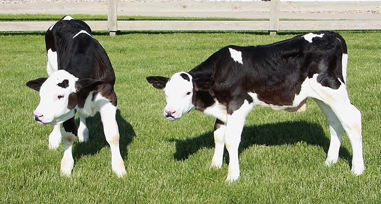 Cows without horns. What's next? Pigs that fly?