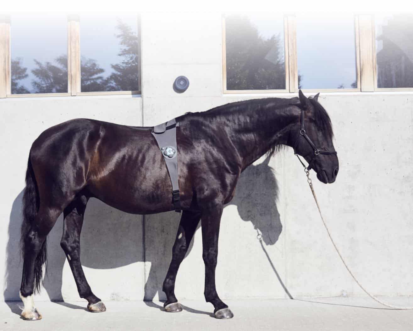 The Piavita sensor for veterinarians mounted on the body of a horse