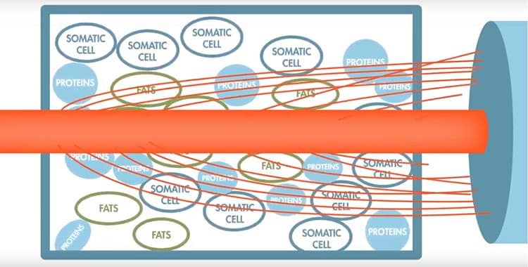 Light technology reveals components of milk.