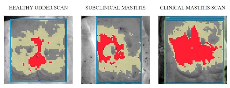Images showing digital representation of disease in a cow udder.