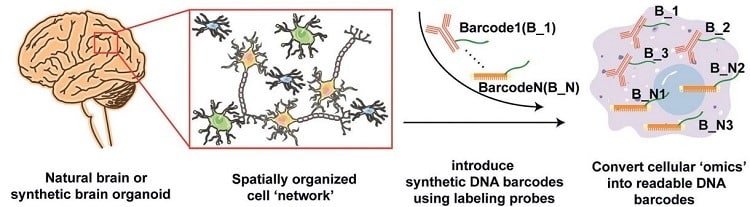Source: DNA Nanotechnology Paper