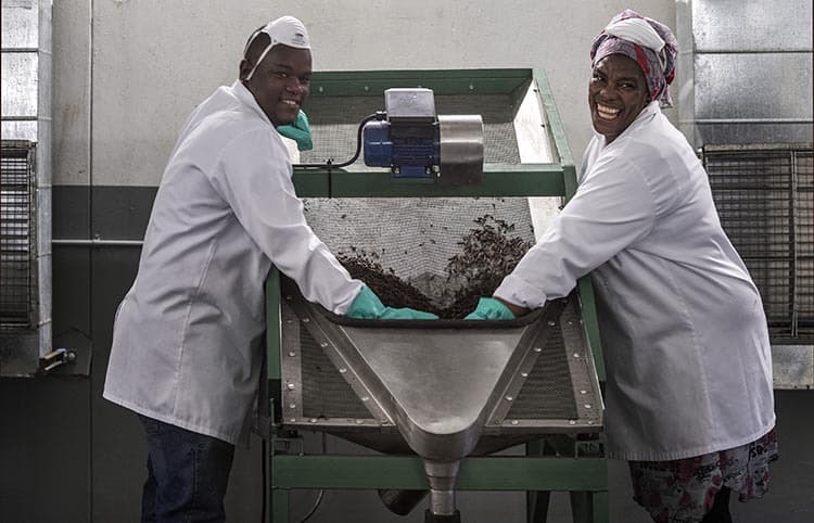 Processing black soldier fly larvae in South Africa.