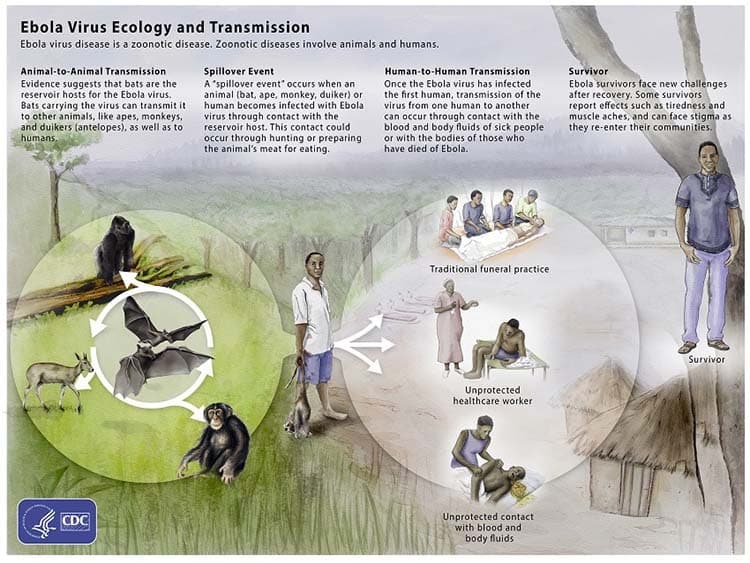 Graphic showing transmission of Ebola.