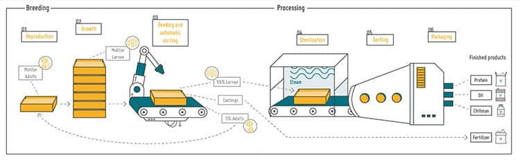 Graphic shows how insects are processed into food.