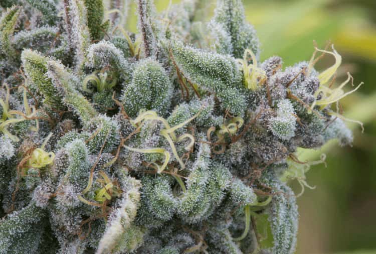 Incredible edible buds