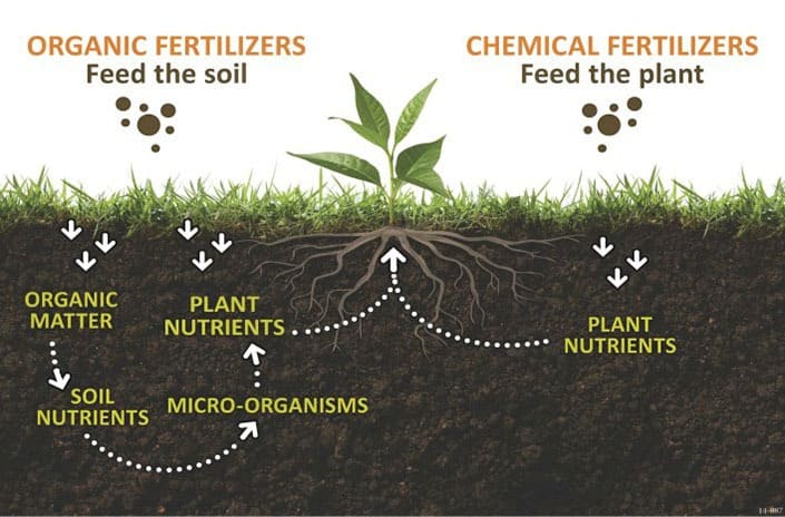 Organic versus chemical fertilizers.