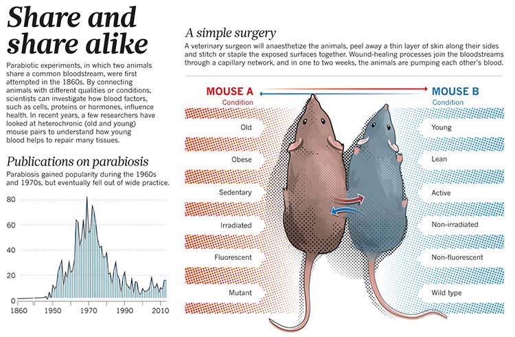 Graphic of parabiosis research.