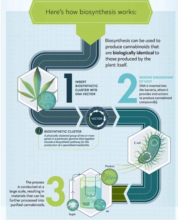 Biosynthesis of cannabis by fermentation.