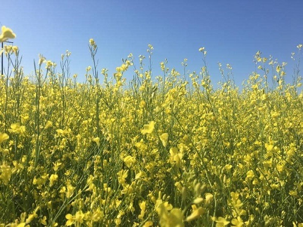 Agrisoma carinata plants