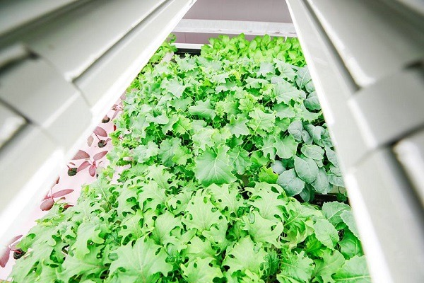 TruLeaf sample