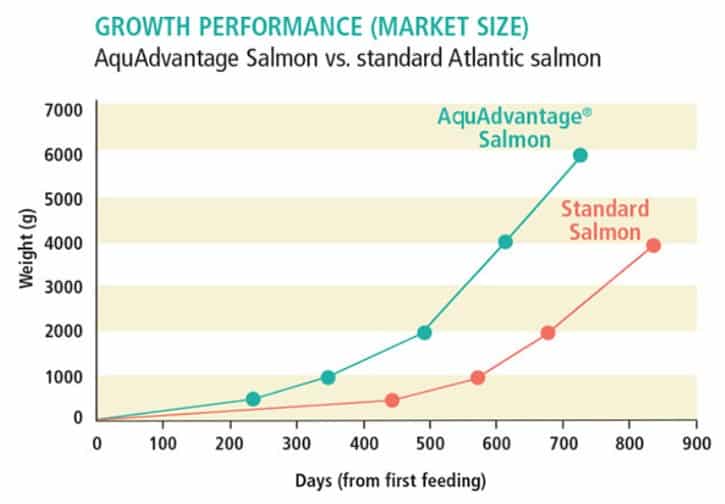 Rate of growth between GMO salmon and non-GMO salmon.