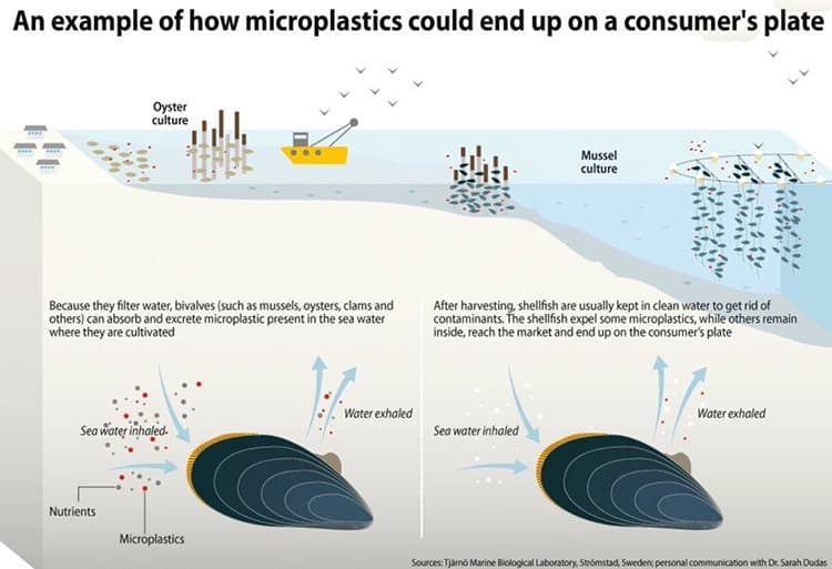 Graphic illustrating how microplastics get into seafood like bivalves.