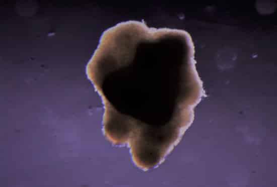 A 3D printed piece of "meat" using bovine cells.