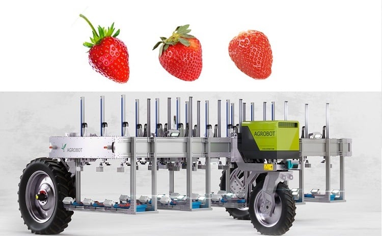 The Agrobot robotic strawberry picket