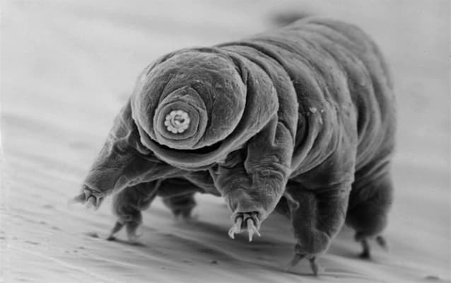 An extremophile up close