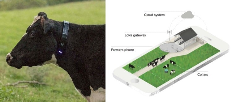 A solar-powered GPS cattle collar
