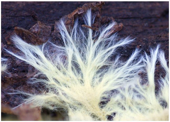 The majority of fungi in the forest take the form of underground mycelium, a vast network of single-cell strands