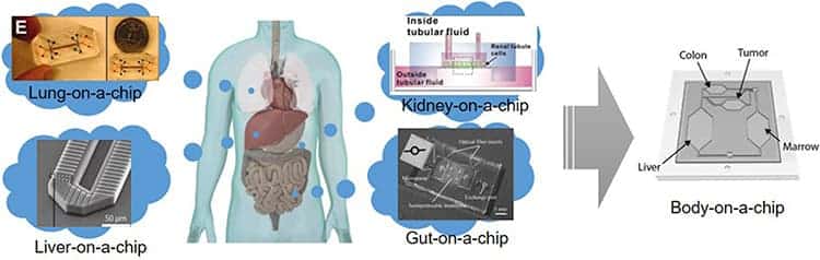 Graphic illustration of the human-on-a-chip concept.