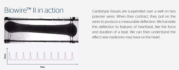 A heart-on-a-chip created from stem cells.