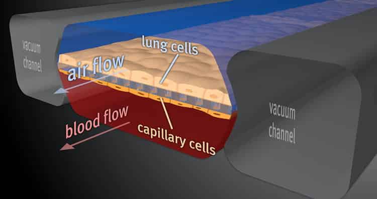 Cross section of a lung-on-a-chip.