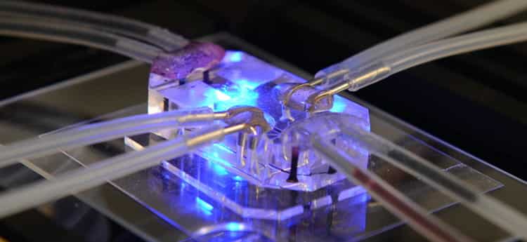 A lung-on-a-chip connected to vacuum and flow chambers to mimic the human lung. 