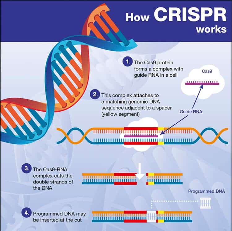 How CRISPR works.