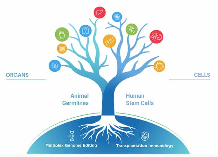 Tree of life, as genetically engineered by humans. 