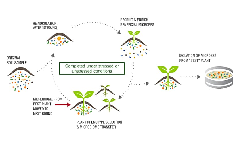 BioConsortia’s Advanced Microbial Selection process uses multi-trait screening, colonization technologies, genomics, and gene editing.