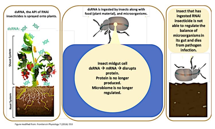 An example of how a dsRNA product might work based on a direct competitor to GreenLight called RNAissance.