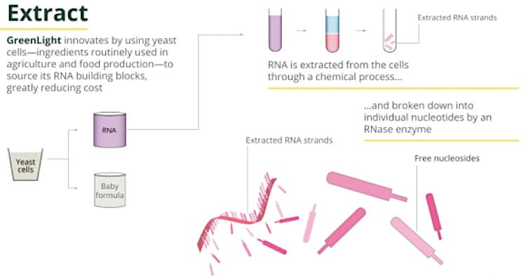 The first step in making dsRNA products. 