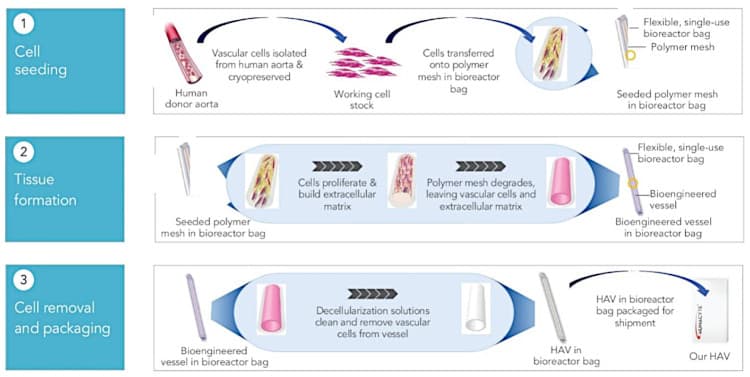Humacyte platfor for human acellular vessels.